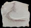 Metasequoia (Dawn Redwood) Fossil - Montana #41469-1